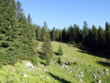 Ağaçlar ve Alviergruppe dağ silsilesi - Canton St. Gallen, İsviçre eteklerinde herdem yeşil ormanlar