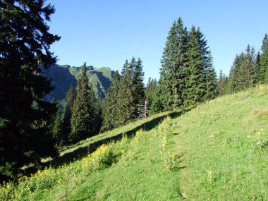 Ağaçlar ve Alviergruppe dağ silsilesi - Canton St. Gallen, İsviçre eteklerinde herdem yeşil ormanlar