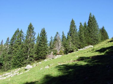 Ağaçlar ve Alviergruppe dağ silsilesi - Canton St. Gallen, İsviçre eteklerinde herdem yeşil ormanlar