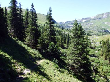 Ağaçlar ve Alviergruppe dağ silsilesi - Canton St. Gallen, İsviçre eteklerinde herdem yeşil ormanlar