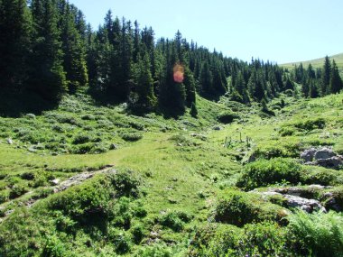 Ağaçlar ve Alviergruppe dağ silsilesi - Canton St. Gallen, İsviçre eteklerinde herdem yeşil ormanlar