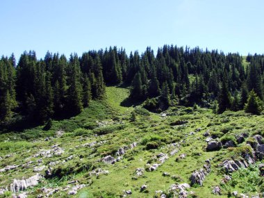 Ağaçlar ve Alviergruppe dağ silsilesi - Canton St. Gallen, İsviçre eteklerinde herdem yeşil ormanlar