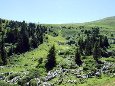 Ağaçlar ve Alviergruppe dağ silsilesi - Canton St. Gallen, İsviçre eteklerinde herdem yeşil ormanlar