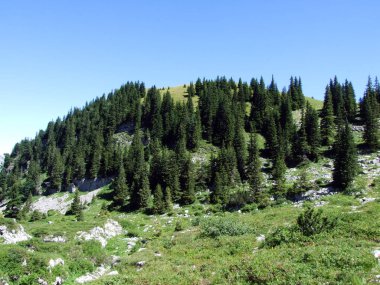 Ağaçlar ve Alviergruppe dağ silsilesi - Canton St. Gallen, İsviçre eteklerinde herdem yeşil ormanlar