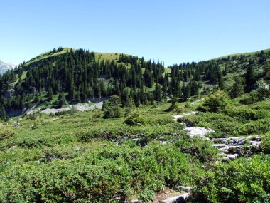 Ağaçlar ve Alviergruppe dağ silsilesi - Canton St. Gallen, İsviçre eteklerinde herdem yeşil ormanlar