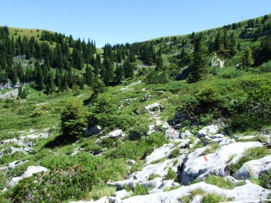 Ağaçlar ve Alviergruppe dağ silsilesi - Canton St. Gallen, İsviçre eteklerinde herdem yeşil ormanlar