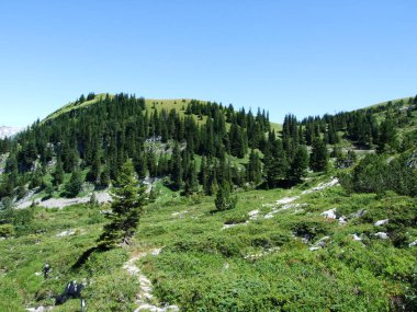 Ağaçlar ve Alviergruppe dağ silsilesi - Canton St. Gallen, İsviçre eteklerinde herdem yeşil ormanlar