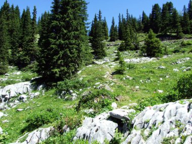 Ağaçlar ve Alviergruppe dağ silsilesi - Canton St. Gallen, İsviçre eteklerinde herdem yeşil ormanlar