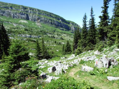 Ağaçlar ve Alviergruppe dağ silsilesi - Canton St. Gallen, İsviçre eteklerinde herdem yeşil ormanlar