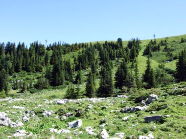 Ağaçlar ve Alviergruppe dağ silsilesi - Canton St. Gallen, İsviçre eteklerinde herdem yeşil ormanlar