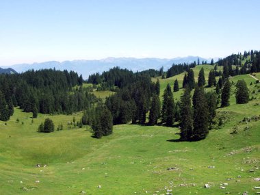 Ağaçlar ve Alviergruppe dağ silsilesi - Canton St. Gallen, İsviçre eteklerinde herdem yeşil ormanlar