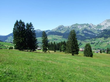 Ağaçlar ve Alviergruppe dağ silsilesi - Canton St. Gallen, İsviçre eteklerinde herdem yeşil ormanlar