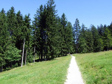 Ağaçlar ve Alviergruppe dağ silsilesi - Canton St. Gallen, İsviçre eteklerinde herdem yeşil ormanlar
