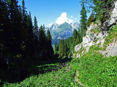 Ağaçlar ve Alviergruppe dağ silsilesi - Canton St. Gallen, İsviçre eteklerinde herdem yeşil ormanlar