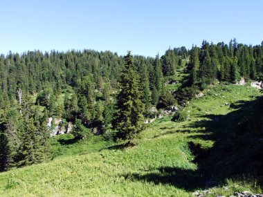 Ağaçlar ve Alviergruppe dağ silsilesi - Canton St. Gallen, İsviçre eteklerinde herdem yeşil ormanlar