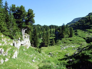 Ağaçlar ve Alviergruppe dağ silsilesi - Canton St. Gallen, İsviçre eteklerinde herdem yeşil ormanlar