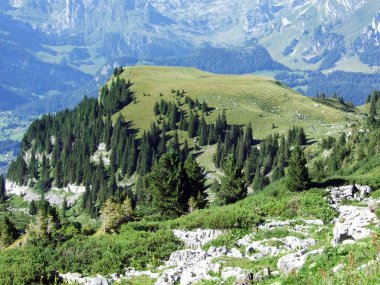 Ağaçlar ve Alviergruppe dağ silsilesi - Canton St. Gallen, İsviçre eteklerinde herdem yeşil ormanlar