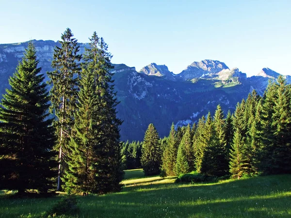 Árboles Bosques Siempreverdes Las Laderas Cordillera Alviergruppe Cantón Gallen Suiza — Foto de Stock