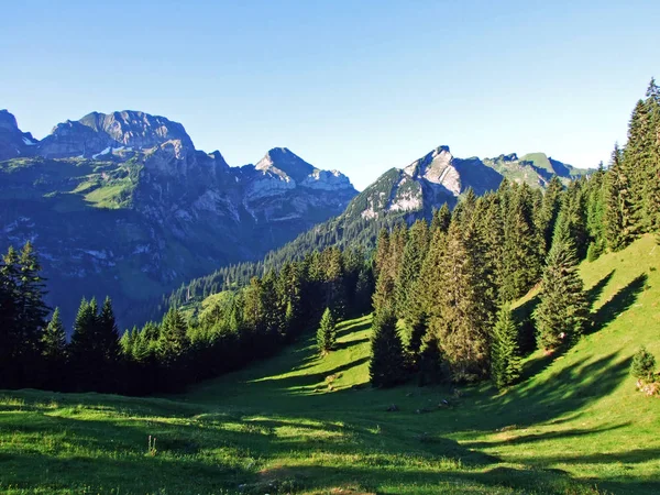 Bäume Und Immergrüne Wälder Den Hängen Der Alviergruppe Kanton Gallen — Stockfoto