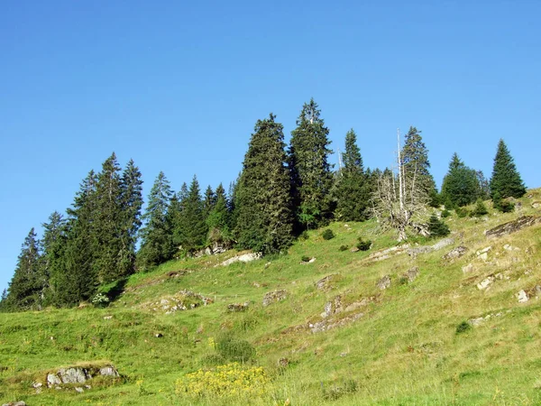 Trees and evergreen forests on the slopes of the Alviergruppe mountain range - Canton of St. Gallen, Switzerland