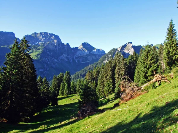 Arbres Forêts Feuillage Persistant Sur Les Pentes Chaîne Montagnes Alviergruppe — Photo