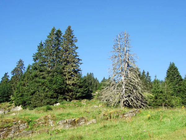 나무와 Alviergruppe 구획의 세인트 스위스의 — 스톡 사진