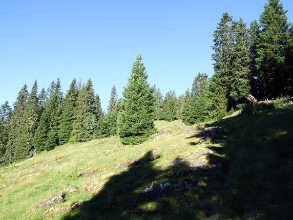 Trees Evergreen Forests Slopes Alviergruppe Mountain Range Canton Gallen Switzerland — Stock Photo, Image