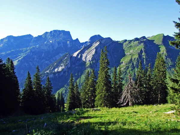 Ağaçlar Alviergruppe Dağ Silsilesi Canton Gallen Sviçre Eteklerinde Herdem Yeşil — Stok fotoğraf