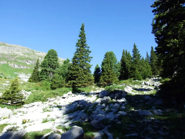 Bäume Und Immergrüne Wälder Den Hängen Der Alviergruppe Kanton Gallen — Stockfoto