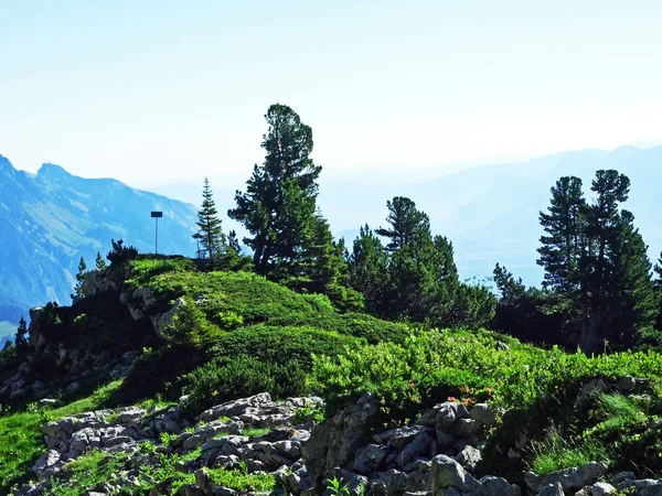 Árboles Bosques Siempreverdes Las Laderas Cordillera Alviergruppe Cantón Gallen Suiza —  Fotos de Stock