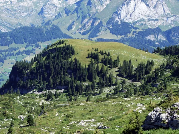 阿尔维格鲁佩山脉山坡上的树木和常绿森林 瑞士圣加仑州 — 图库照片