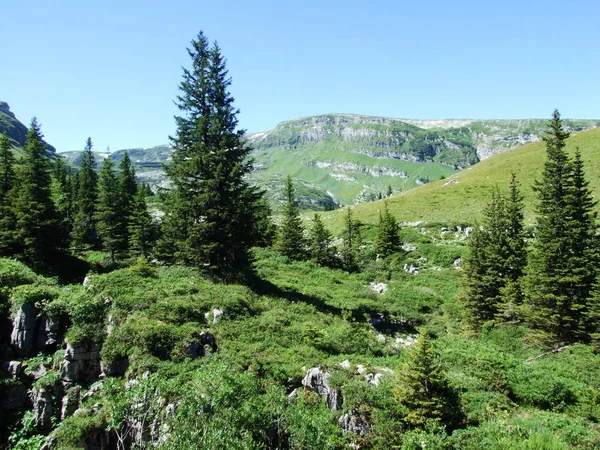 Arbres Forêts Feuillage Persistant Sur Les Pentes Chaîne Montagnes Alviergruppe — Photo