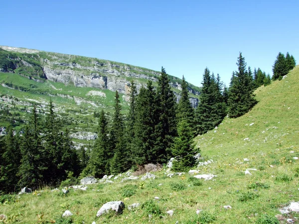 Drzew Wiecznie Zielone Lasy Zboczach Alviergruppe Pasmo Górskie Kantonu Gallen — Zdjęcie stockowe