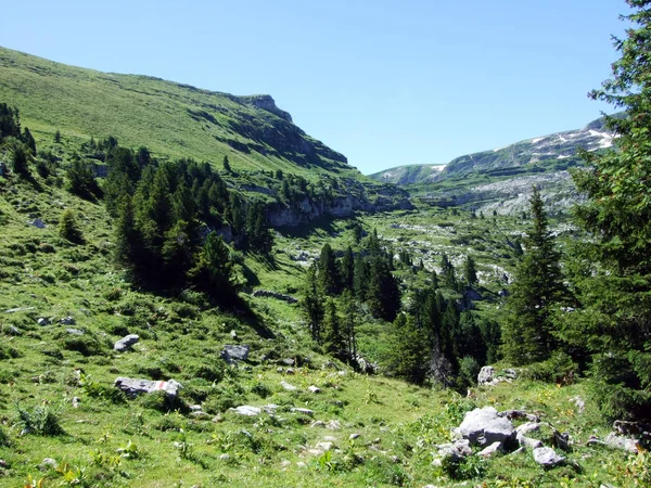 Árboles Bosques Siempreverdes Las Laderas Cordillera Alviergruppe Cantón Gallen Suiza —  Fotos de Stock