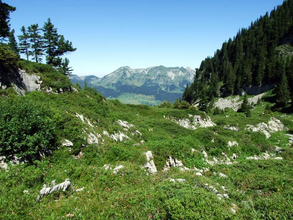 Bomen Groenblijvende Bossen Hellingen Van Alviergruppe Bergketen Kanton Gallen Zwitserland — Stockfoto