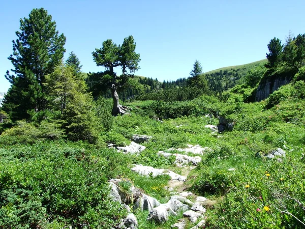 Trees Evergreen Forests Slopes Alviergruppe Mountain Range Canton Gallen Switzerland — Stock Photo, Image