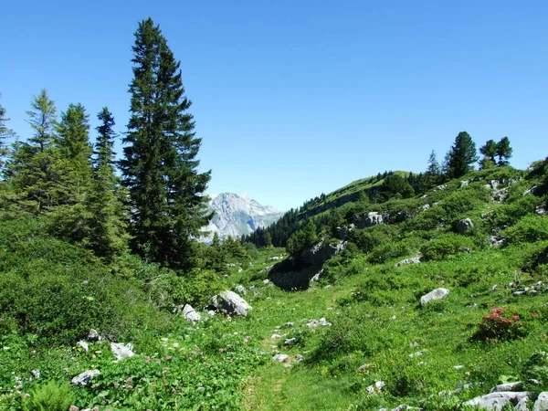 Bomen Groenblijvende Bossen Hellingen Van Alviergruppe Bergketen Kanton Gallen Zwitserland — Stockfoto