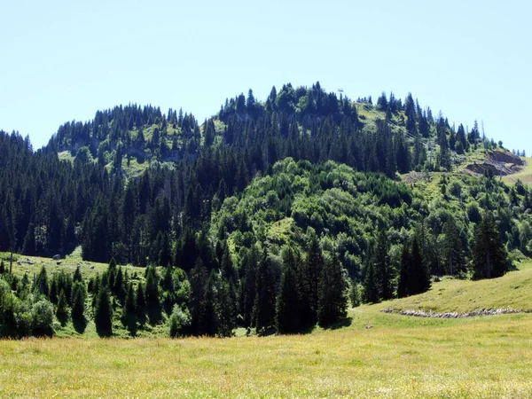Ağaçlar Alviergruppe Dağ Silsilesi Canton Gallen Sviçre Eteklerinde Herdem Yeşil — Stok fotoğraf