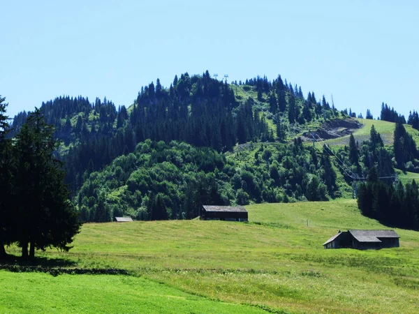 Árboles Bosques Siempreverdes Las Laderas Cordillera Alviergruppe Cantón Gallen Suiza — Foto de Stock