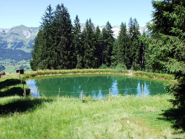 Árboles Bosques Siempreverdes Las Laderas Cordillera Alviergruppe Cantón Gallen Suiza — Foto de Stock