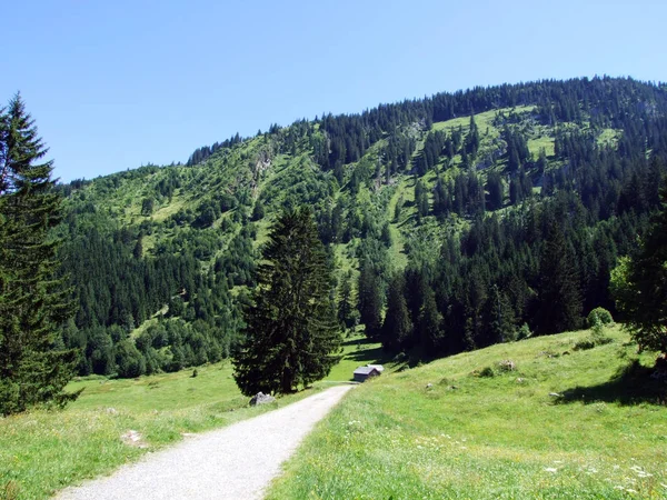 Arbres Forêts Feuillage Persistant Sur Les Pentes Chaîne Montagnes Alviergruppe — Photo