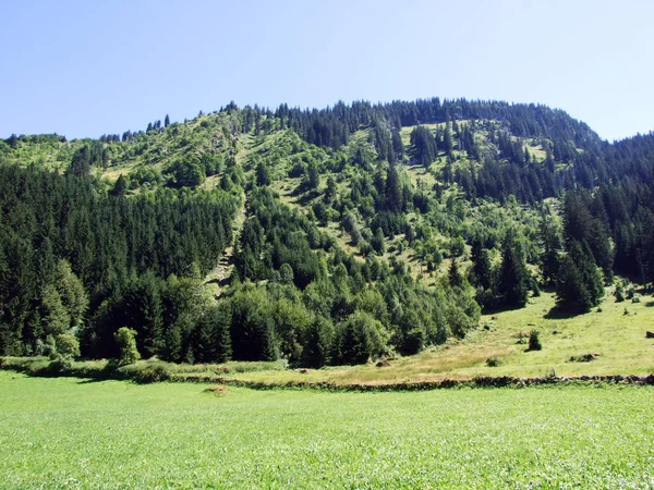 Stromy Jehličnaté Lesy Svazích Alviergruppe Pohoří Kantonu Gallen Švýcarsko — Stock fotografie
