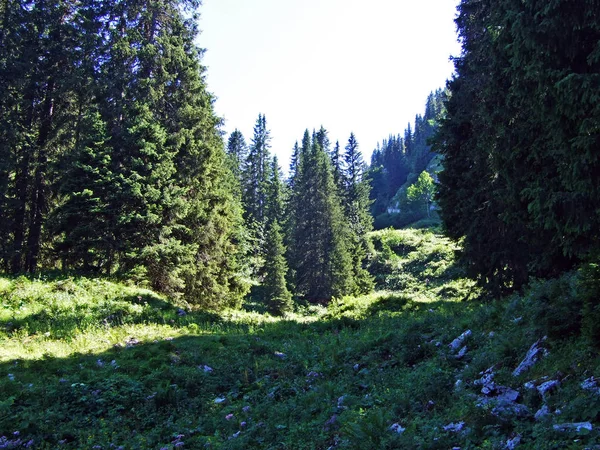 Trees Evergreen Forests Slopes Alviergruppe Mountain Range Canton Gallen Switzerland — Stock Photo, Image