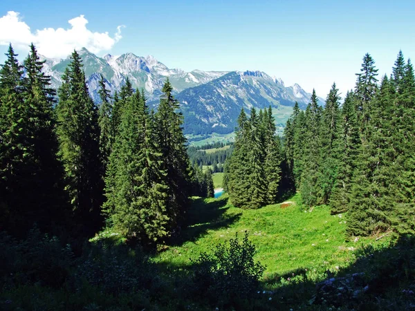 Trees and evergreen forests on the slopes of the Alviergruppe mountain range - Canton of St. Gallen, Switzerland