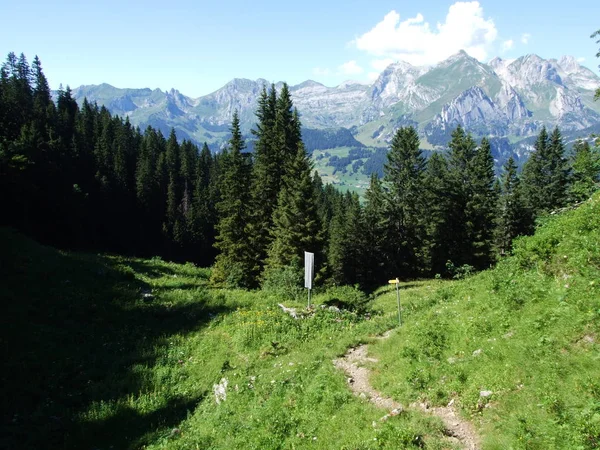 Árboles Bosques Siempreverdes Las Laderas Cordillera Alviergruppe Cantón Gallen Suiza — Foto de Stock