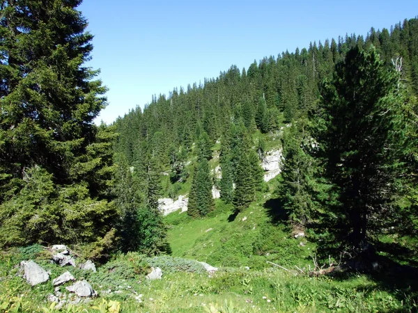 Bäume Und Immergrüne Wälder Den Hängen Der Alviergruppe Kanton Gallen — Stockfoto