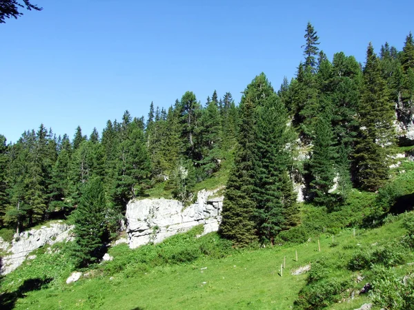 Trees Evergreen Forests Slopes Alviergruppe Mountain Range Canton Gallen Switzerland — Stock Photo, Image