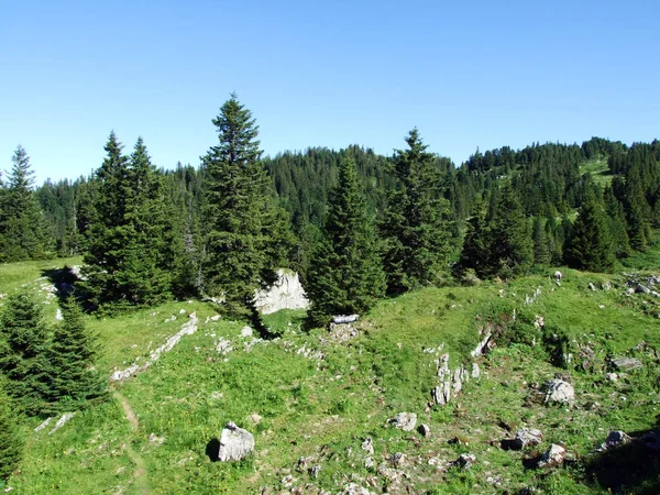 Arbres Forêts Feuillage Persistant Sur Les Pentes Chaîne Montagnes Alviergruppe — Photo