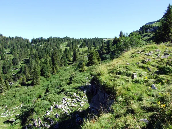 Arbres Forêts Feuillage Persistant Sur Les Pentes Chaîne Montagnes Alviergruppe — Photo