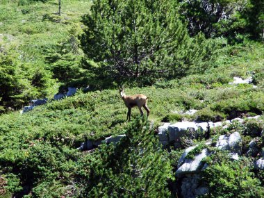 Alpine mera ve çayırlar Alviergruppe dağ silsilesi - Canton St. Gallen, İsviçre eteklerinde